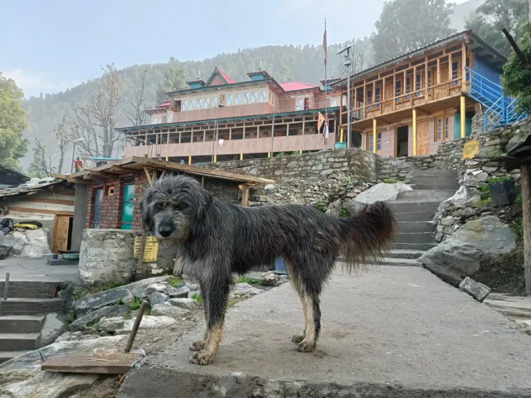 kedarkantha trek package 2025