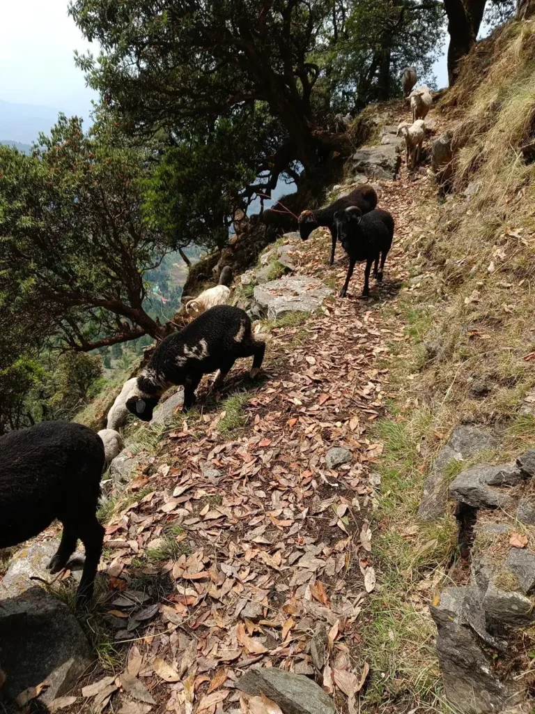 kedarkantha trek package 2025