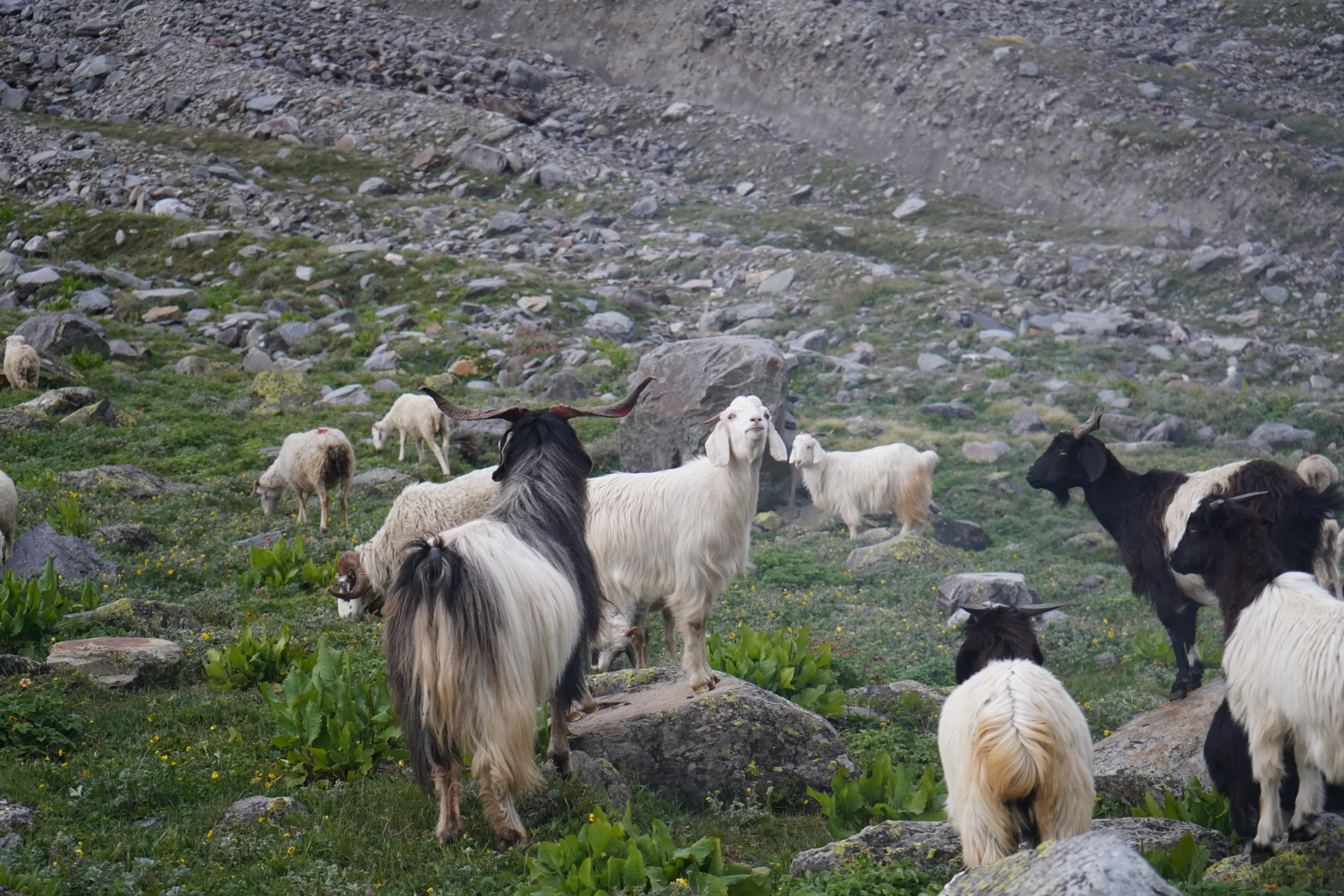 Nanda Devi East Base Camp Trek 2026
