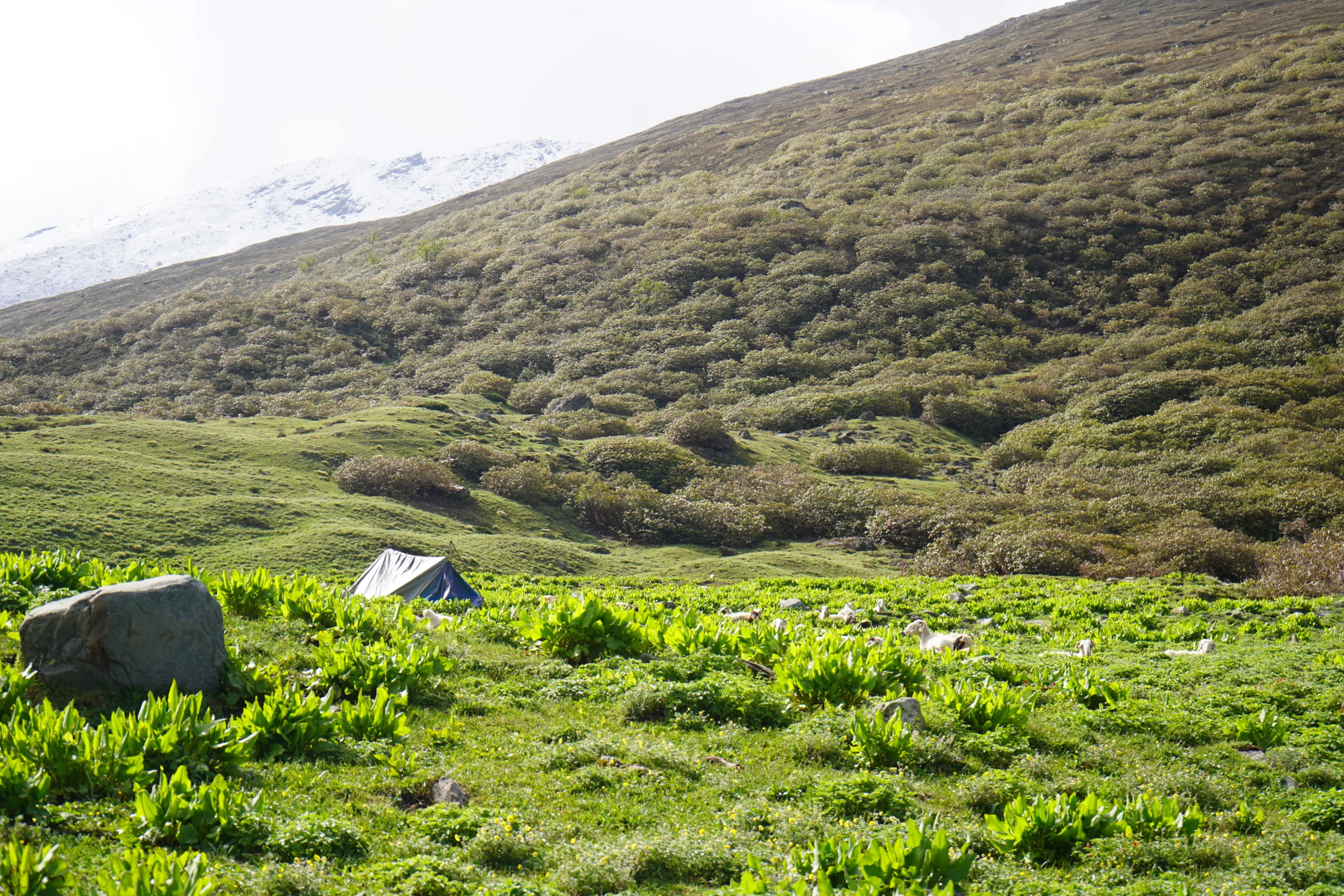 Nanda Devi East Base Camp Trek 2026