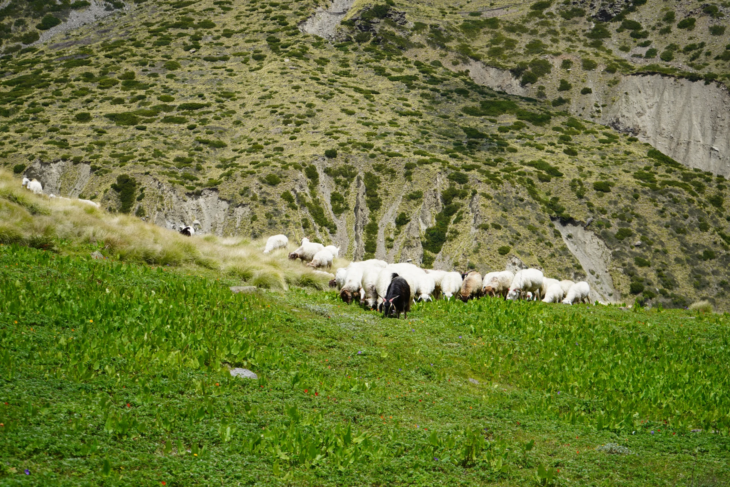 Nanda Devi East Base Camp Trek 2026